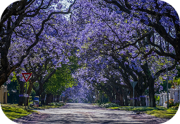 pretoria2